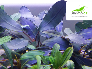 Bucephalandra Dark Blue - svazek