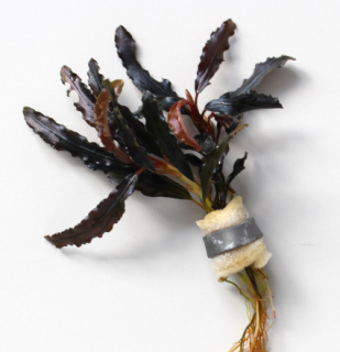 Bucephalandra Kedagang - svazek