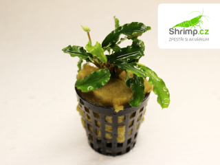 Bucephalandra pygmaea Bukit Kelam - košík