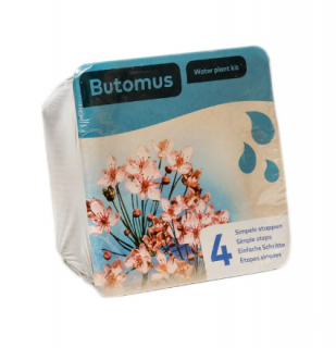 Butomus umbellatus – blistr 18 cm (Šmel okoličnatý)