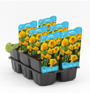 Caltha palustris 'Multiplex' – košík 9x9 cm (Blatouch bahenní 'Multiplex')