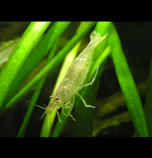 Caridina Japonica - Kreveta Amano (L)