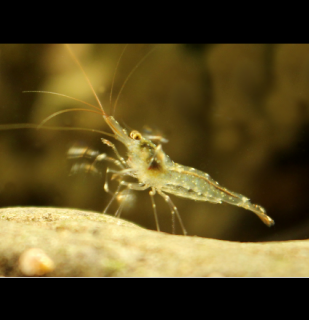 Caridina longidigita 10 ks