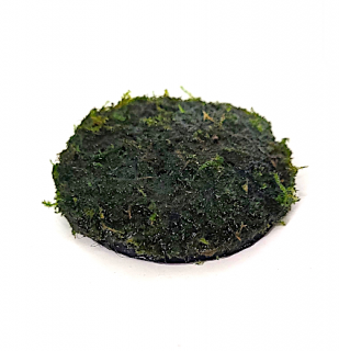 Christmas moss (Vesicularia montagnei) na kokosové korunce