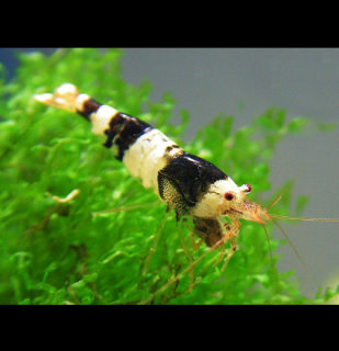 Crystal Black 10 ks (Caridina cf. cantonensis)