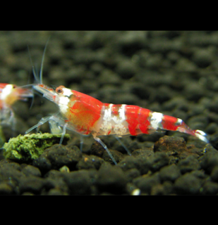 Crystal Red  (Caridina cf. cantonensis)