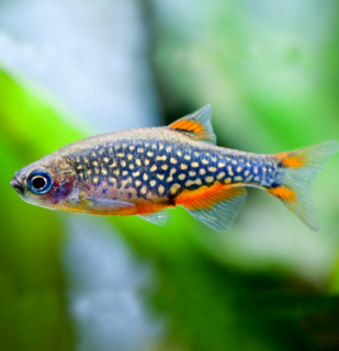 Dánio perlové 20 ks - Danio margaritatus