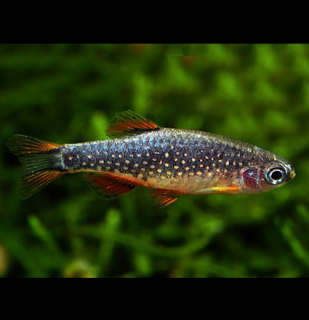 Dánio perlové 20 ks - Danio marginatus