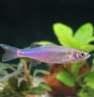 Dánio růžové 10 ks  - Danio rosea