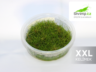 Eleocharis parvula - in vitro 100 ml