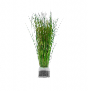 Eleocharis parvula - svazek