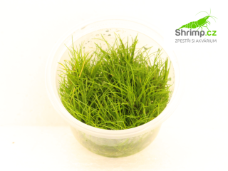 Eleocharis sp. mini - in vitro 100 ml