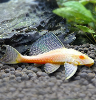 Glyptoper velkoploutvý  gold albino - Glyptoperichthys gibbiceps