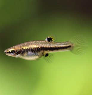 Heterandrie trpasličí - Heterandria formosa