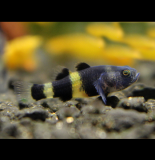 Hlavačka zlatopásá - Brachygobius doriae