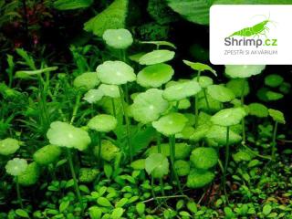 Hydrocotyle vulgaris - Pennywort - košik