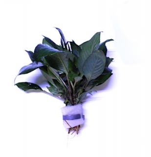 Hygrophila corymbosa - svazek