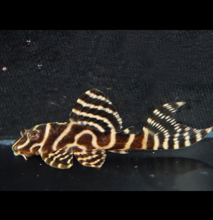 Hypancistrus sp. (L333)