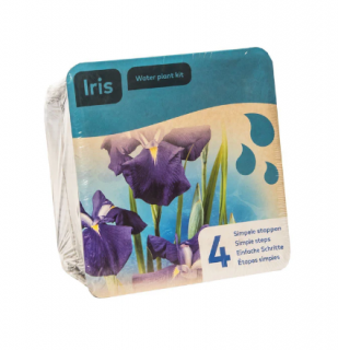 Iris pseudacorus Blue – blistr 18 cm (Kosatec žlutý var. modrý)