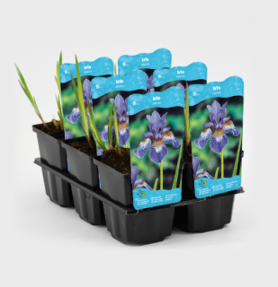 Iris sibirica – košík 9x9 cm (Kosatec sibiřský)