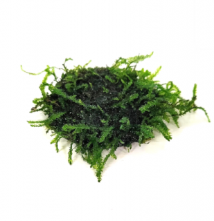 Java Moss (Taxiphyllum barbieri) na kokosové korunce