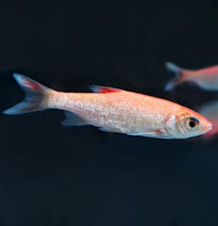 Jelec jesen zlatý 10-12 cm - Leuciscus idus orfus