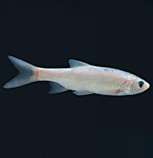 Jelec modrý 6-10 cm - Leuciscus idus orfus blue