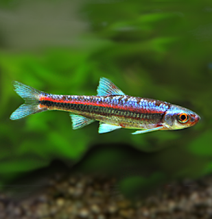 Jeleček duhový - Notropis chrosomus