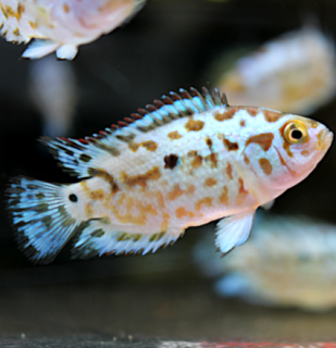 Kančík perleťový (Jack Dempsey) - Rocio octofasciata