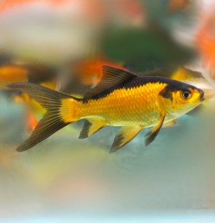 Karas černo-oranžový 10-12 cm - Carassius auratus