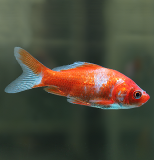 Karas červeno-bílý (Sarasa) 10-12 cm - Carassius auratus