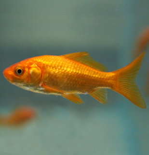 Karas červený 10-12 cm - Carassius auratus