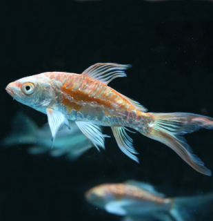 Koi kapr Butterfly 14-16 cm - Cyprinus carpio