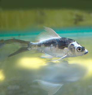 Koi kapr Kabuto White long fin 7-10 cm – Cyprinus carpio