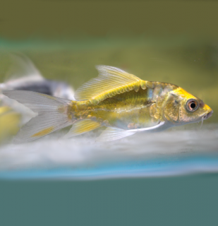 Koi kapr Kabuto Yellow long fin 7-10 cm – Cyprinus carpio