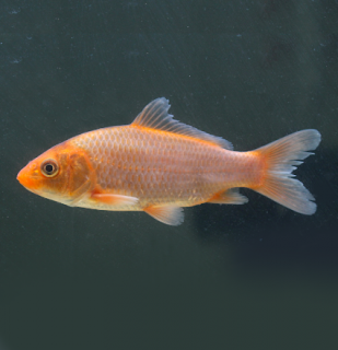 Koi kapr mix B 8-10 cm - Cyprinus carpio (DO JEZÍRKA)