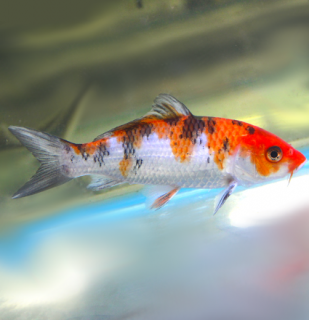 Koi kapr Sanke 14-16 cm – Cyprinus carpio