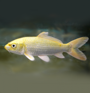 Koi kapr Yamabuki Ogon 14-16 cm – Cyprinus carpio