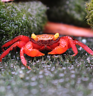 Krab Rouxi – Geosesarma cf. rouxi (Rainbow Vampire Crab)