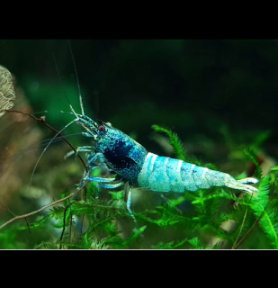 Kreveta Blue Bolt (Caridina cantonensis cf. Blue Bolt)