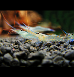 Krevetka Blue Leg Poso 10 ks - Caridina caerulea