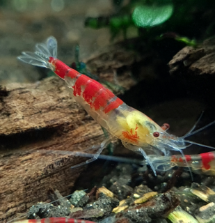 Krevetka Calceo Bee Red Dragon (Caridina sp.)