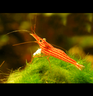Krevetka Červenopásá 10 ks - Caridina striata - Red Line Shrimp
