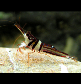 Krevetka Harlequin - Caridina cf. spongicola