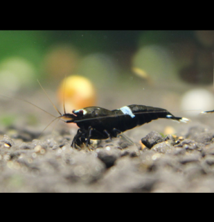 Krevetka King Kong (Caridina cantonensis cf. King Kong)