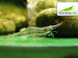 Krevetka Pinokio 20 ks - Caridina gracilirostris