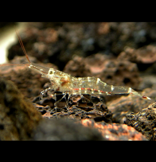 Krevetka Red Morph - Caridina ensifera