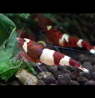 Krevetka Red Wine / Red Ruby  (Caridina cantonensis cf. Red Wine / Red Ruby)