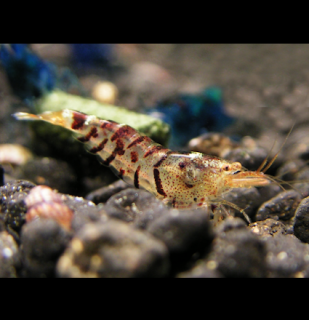 Krevetka Wild Tiger - Caridina mariae