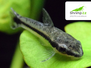 Krunýřovec jednopruhý 20 ks - Otocinclus affinis